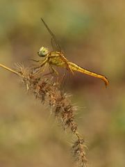 Crocothemis servilia
