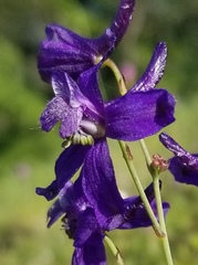 Delphinium patens