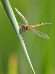 Crocothemis servilia