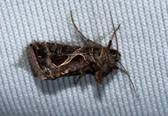 Thysanoplusia indicator