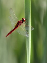 Crocothemis servilia