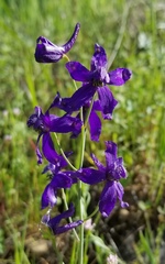 Delphinium patens