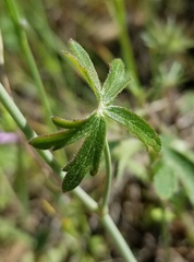 Delphinium patens