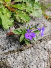 Lobelia erinus