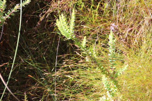 Brunia cordata (Brunia cordata)