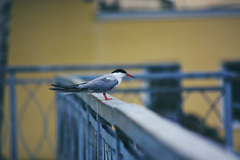 Sterna hirundo