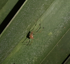 Meotipa sahyadri