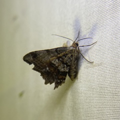 Macaria multilineata