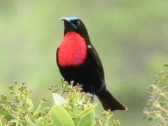 Chalcomitra senegalensis gutturalis