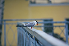Sterna hirundo