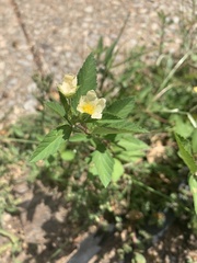 Sida rhombifolia