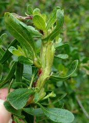 Rhopalomyia baccharis