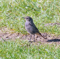 Phoenicurus ochruros
