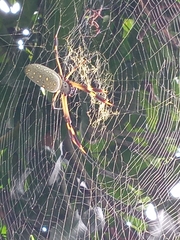 Trichonephila clavipes