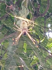 Trichonephila clavipes