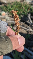 Rumex triangulivalvis