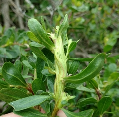 Rhopalomyia baccharis