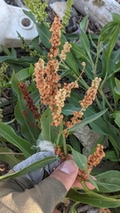 Rumex triangulivalvis