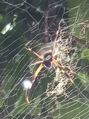 Trichonephila clavipes
