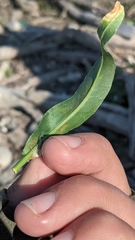 Rumex triangulivalvis
