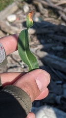 Rumex triangulivalvis