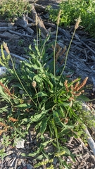 Rumex triangulivalvis