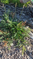 Rumex triangulivalvis