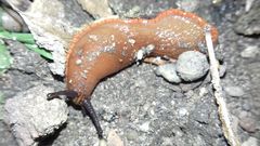 Arion vulgaris