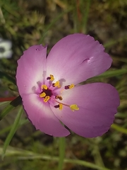 Clarkia arcuata