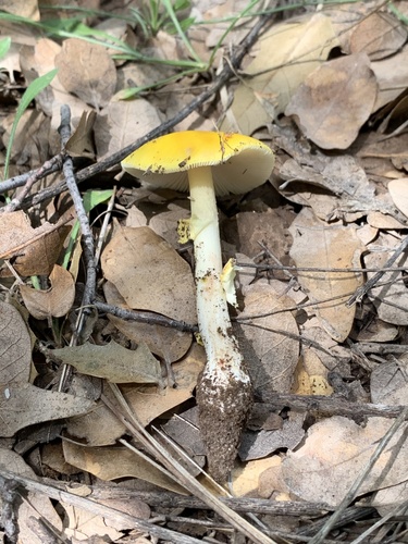 Yellow American Blusher