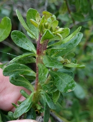 Rhopalomyia baccharis
