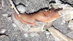 Arion vulgaris