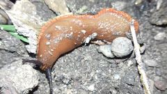 Arion vulgaris