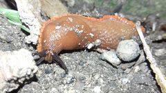 Arion vulgaris