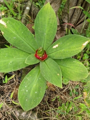Costus malortieanus