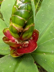Costus malortieanus