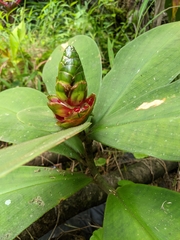 Costus malortieanus