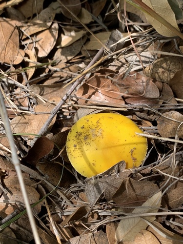 Yellow American Blusher