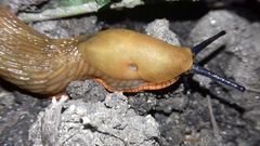 Arion vulgaris