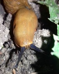 Arion vulgaris
