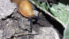 Arion vulgaris