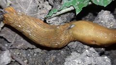 Arion vulgaris