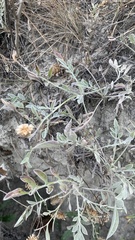 Psephellus marschallianus