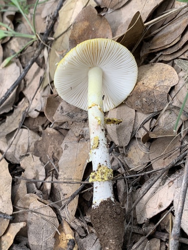 Yellow American Blusher