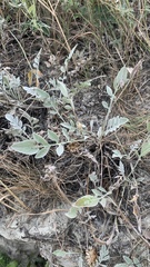 Psephellus marschallianus