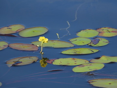 Utricularia floridana