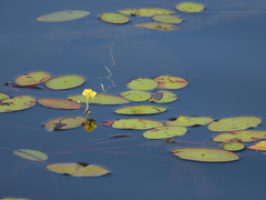 Utricularia floridana