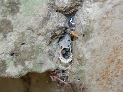 Friesella schrottkyi