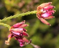 Erica cristata