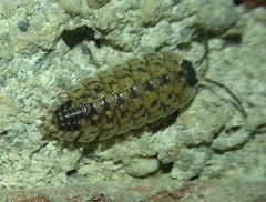 Porcellio spinicornis